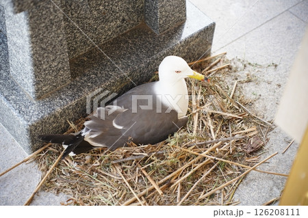 公園にいたユリカモメ 126208111