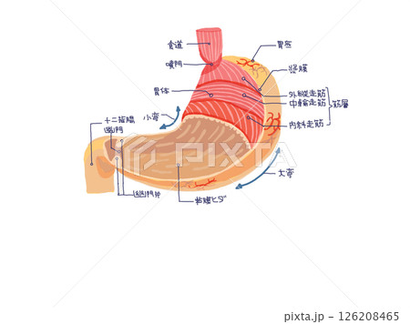 胃の解剖図（筋層・粘膜・構造）／イラスト教材 126208465