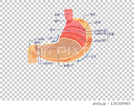 胃の解剖図（筋層・粘膜・構造）／イラスト教材 126208465