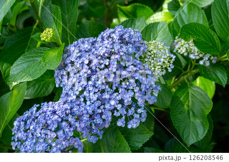 日差しを浴びる青紫のアジサイと緑の葉のコントラスト 126208546