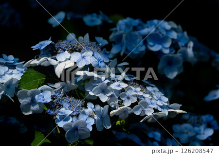 薄暗がりに浮かび上がる青いガクアジサイの静かな美しさ 126208547
