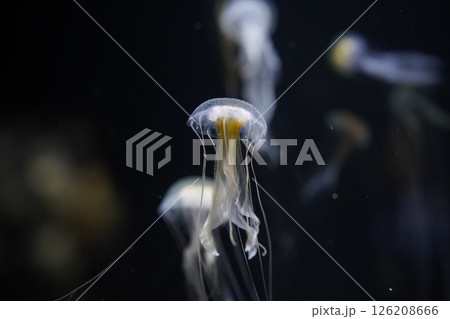 ライトアップされたクラゲ 126208666