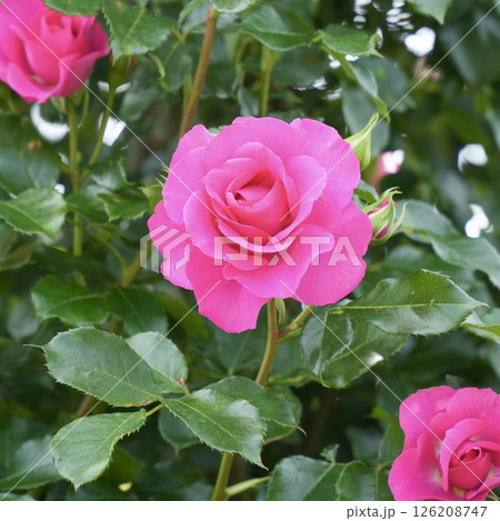 ピンク色の満開に咲く美しい薔薇 クローズアップ ピンク色の満開に咲く美しい薔薇 クローズアップ 126208747