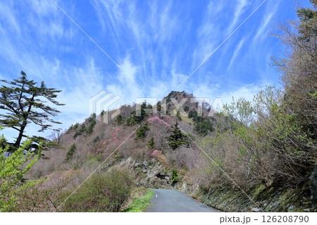 アケボノツツジ咲くUFOラインを走る (高知県 いの町) アケボノツツジ咲くUFOラインを走る (高知県 いの町) 126208790