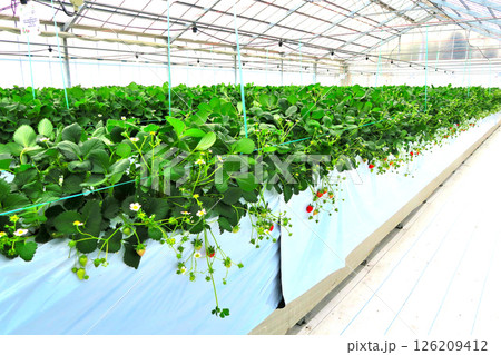 関東・丹沢・ジューシーなハウスいちご、甘くて美味しいいちご狩りのイメージ・神奈川県秦野市(4) 126209412