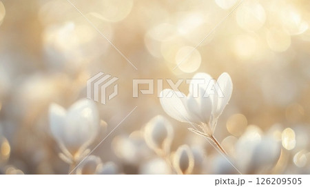 ふわふわした花 126209505