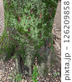 苔が付いている大きな木の足元 126209858