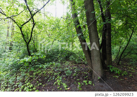 A lush green forest scene with trees and foliage A lush green forest scene with trees and foliage 126209923