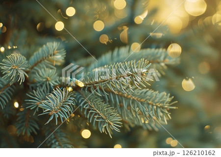 Christmas Lights Hanging against Evergreen Trees Pine Branches with Needles. Winter Evergreen Fir, Many Particles of Snow Dust Falling. Green Spruce, Tiny Light Golden Bokeh. Natural Xmas Background 126210162