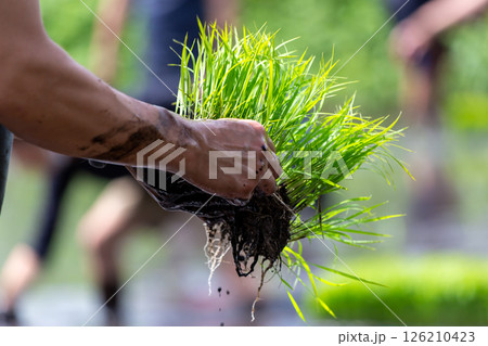 親子で田植え体験 126210423