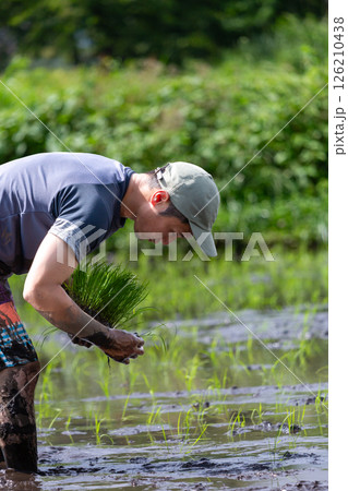 親子で田植え体験 親子で田植え体験 126210438