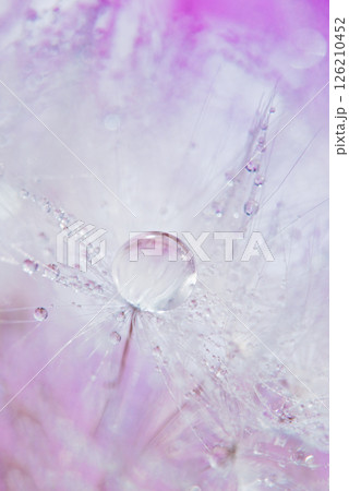 dandelion at pink background. Freedom to Wish. Seed macro closeup. Goodbye Summer. Hope and dreaming concept. Fragility. Springtime. soft focus on water droplets. Macro nature. Beautiful dew drops 126210452