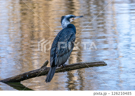 The great cormorant, Phalacrocorax carbo sitting on a branch 126210485
