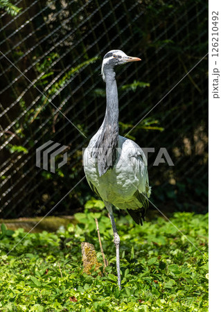 Demoiselle Crane, Anthropoides virgo are living in the bright green meadow during the day time Demoiselle Crane, Anthropoides virgo are living in the bright green meadow during the day time 126210492