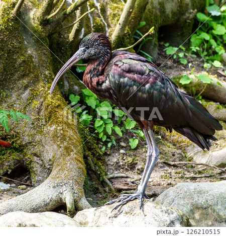 Glossy ibis, Plegadis falcinellus in a german nature park 126210515