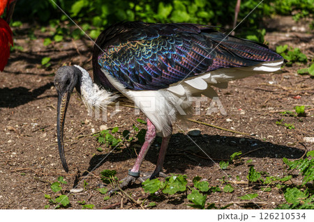 The Straw-necked Ibis, Threskiornis spinicollis is a bird of the ibis family The Straw-necked Ibis, Threskiornis spinicollis is a bird of the ibis family 126210534