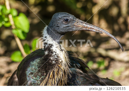 The Straw-necked Ibis, Threskiornis spinicollis is a bird of the ibis family The Straw-necked Ibis, Threskiornis spinicollis is a bird of the ibis family 126210535