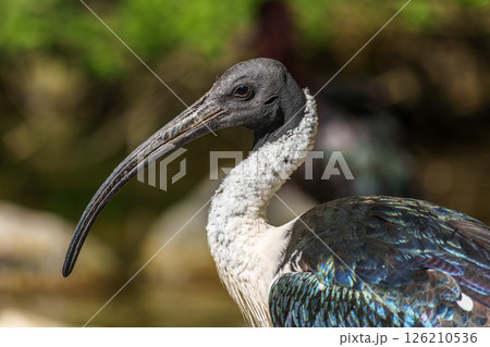 The Straw-necked Ibis, Threskiornis spinicollis is a bird of the ibis family 126210536