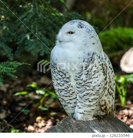 The Snowy Owl, Bubo scandiacus is a large, white owl of the owl family The Snowy Owl, Bubo scandiacus is a large, white owl of the owl family 126210546
