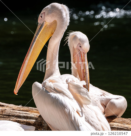 White Pelican, Pelecanus onocrotalus also known as the Eastern White Pelican White Pelican, Pelecanus onocrotalus also known as the Eastern White Pelican 126210547