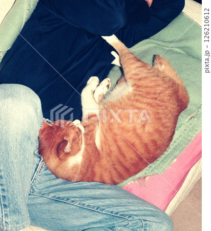 飼い主のおっちゃんと一緒にソファーで寝る茶虎の猫、チッチくん 飼い主のおっちゃんと一緒にソファーで寝る茶虎の猫、チッチくん 126210612