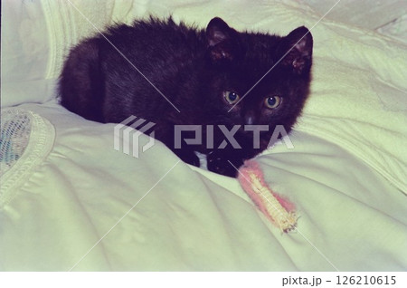 保護直後の黒い仔猫,黒ちゃん 保護直後の黒い仔猫,黒ちゃん 126210615