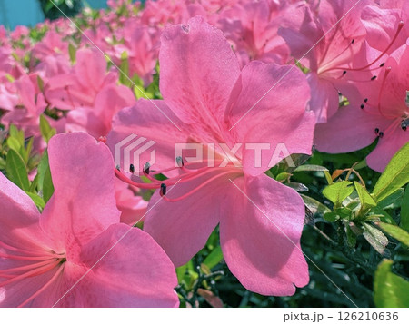 iPhoneのポートレートモードで撮ったピンクの可愛いツツジの花 126210636