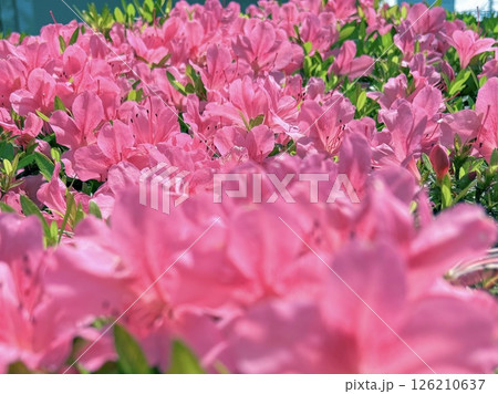 iPhoneのポートレートモードで撮ったピンクの可愛いツツジの花 iPhoneのポートレートモードで撮ったピンクの可愛いツツジの花 126210637