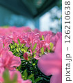 iPhoneのポートレートモードで撮ったピンクの可愛いツツジの花 126210638
