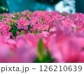 iPhoneのポートレートモードで撮ったピンクの可愛いツツジの花 126210639