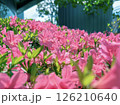 iPhoneのポートレートモードで撮ったピンクの可愛いツツジの花 126210640