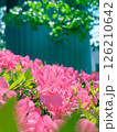 iPhoneのポートレートモードで撮ったピンクの可愛いツツジの花 126210642