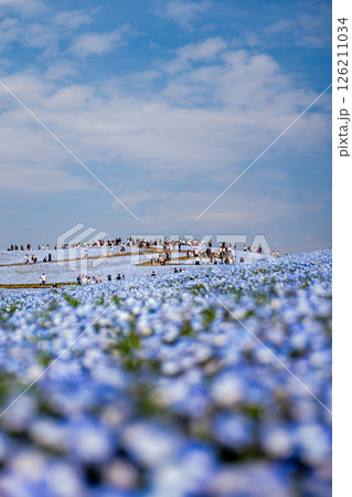 ネモフィラの花が咲き誇る国営ひたち海浜公園 ネモフィラの花が咲き誇る国営ひたち海浜公園 126211034