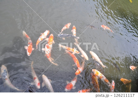 池で泳ぐ錦鯉 126211117