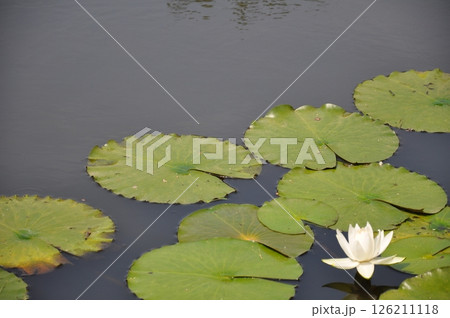 水面に浮かぶ蓮の花 126211118