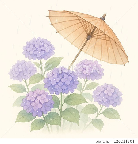 紫陽花と和傘の雨模様 126211501