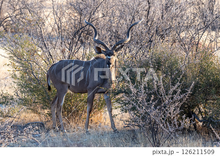 Kudu in Etosha 126211509