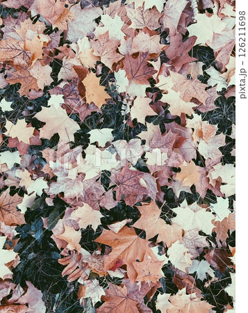 autumn leaves background autumn leaves background 126211698