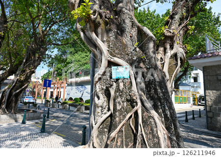 タイパ地区の街並み／マカオ 126211946