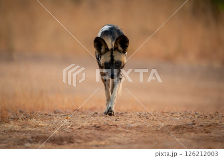 African wild dog trotting over sandy ground African wild dog trotting over sandy ground 126212003