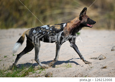 African wild dog trotting up sandy riverbank 126212008