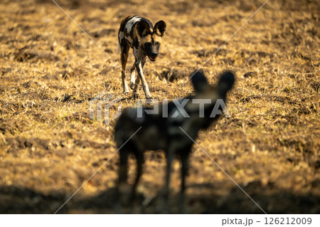 African wild dog turns to watch another African wild dog turns to watch another 126212009