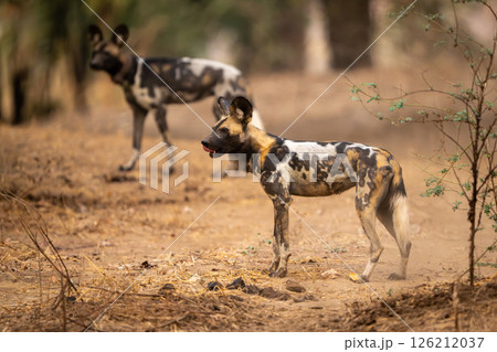 African wild dogs stand in sandy clearing 126212037
