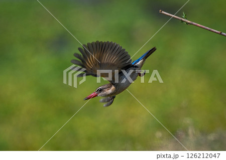 Brown-hooded kingfisher dives away from slim branch Brown-hooded kingfisher dives away from slim branch 126212047