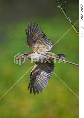 Brown-hooded kingfisher takes off from thin branch Brown-hooded kingfisher takes off from thin branch 126212057