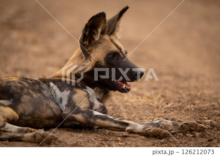 Close-up of African wild dog lying panting Close-up of African wild dog lying panting 126212073