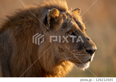Close-up of male lion with scarred face 126212085