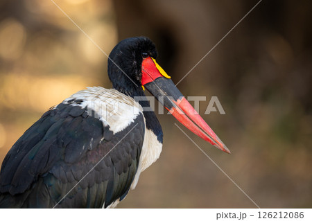 Close-up of male saddle-billed stork watching camera 126212086