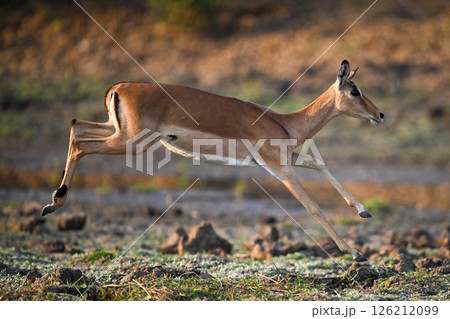 Female impala about to land big jump 126212099