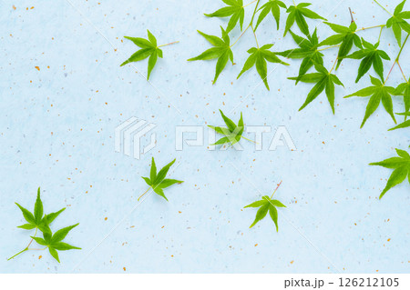 青もみじとライトブルーの和紙の背景 126212105